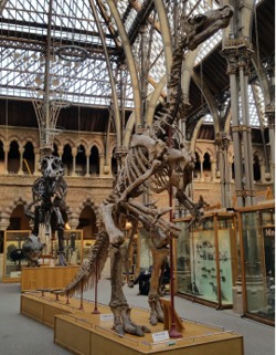 Museum of Natural History, Oxford